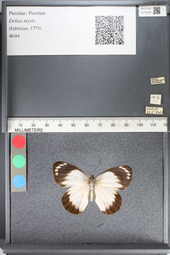 Media type: image;   Entomology 130345